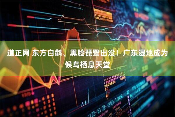 道正网 东方白鹳、黑脸琵鹭出没！广东湿地成为候鸟栖息天堂